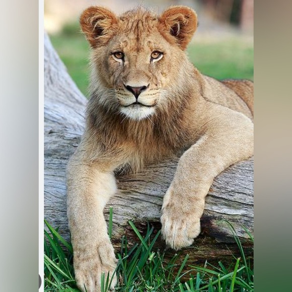 Meet your Posher, A - Picture 2 of 2